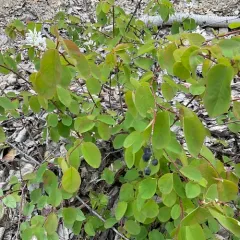 Cusick's serviceberry thumbnail 1