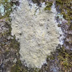 Smokey-eyed Boulder Lichen thumbnail 4