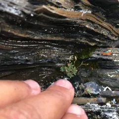 Snow Whitlowgrass thumbnail 3