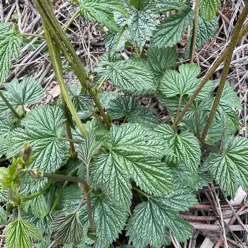 western hop