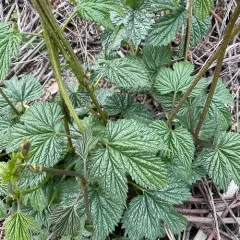 western hop thumbnail 1