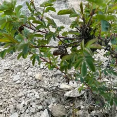 Diplolepis variabilis thumbnail 2