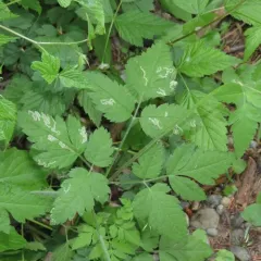 mountain sweet cicely thumbnail 3