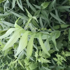 smooth Solomon's seal thumbnail 4