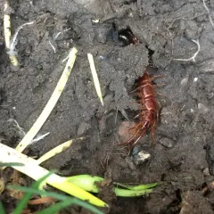 Brown Centipede thumbnail 2