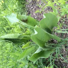 prairie dock thumbnail 4