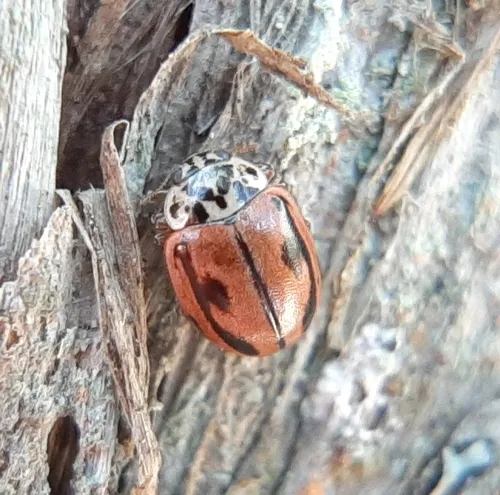 Hudsonian Ladybird