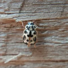 Marsh Lady Beetle thumbnail 2