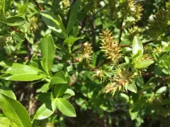 Tall Blueberry Willow thumbnail 4
