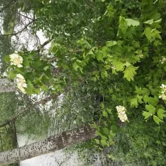 guelder-rose thumbnail 3