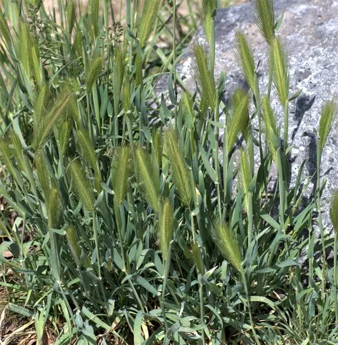 wall barley