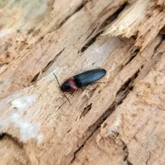 Red Click Beetle thumbnail 2