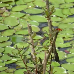 Rose Spirea thumbnail 4