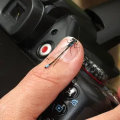 Pacific Forktail thumbnail 2
