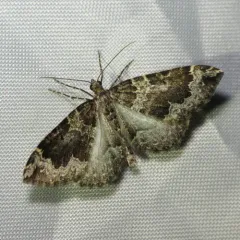 Black-banded Carpet thumbnail 4