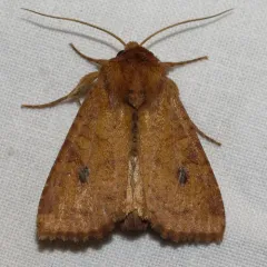 Yellow Three-Spot thumbnail 2
