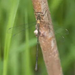 Elegant Spreadwing thumbnail 4