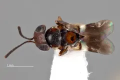 Encyrtus aurantii thumbnail 2
