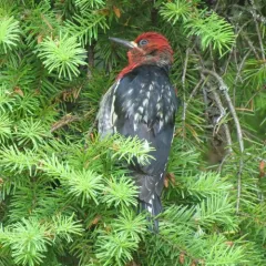 Red-breasted Sapsucker thumbnail 2