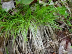 northern sedge thumbnail 3