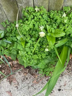Pale Corydalis thumbnail 3