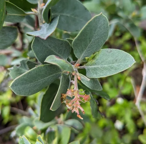 hoary manzanita