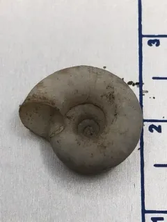 Gray-foot Lancetooth Snail thumbnail 2
