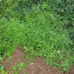 catchweed bedstraw thumbnail 4