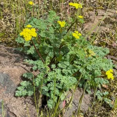 coast range lomatium thumbnail 4