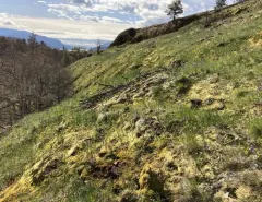 Oregon Fairypoppy thumbnail 2