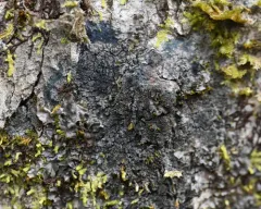 black-bordered shingle lichen thumbnail 2