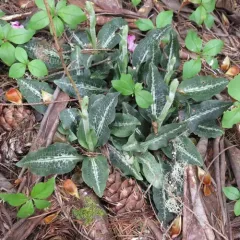 Western Rattlesnake Plantain thumbnail 3