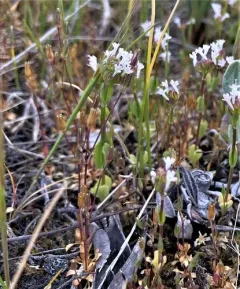 shining chickweed thumbnail 4