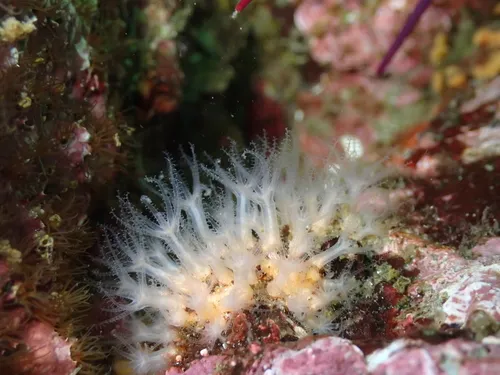 Thrombophyton trachydermum
