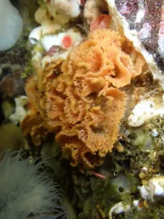 Lattice-Work Bryozoan thumbnail 2