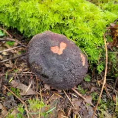 Deep purple bolete thumbnail 2