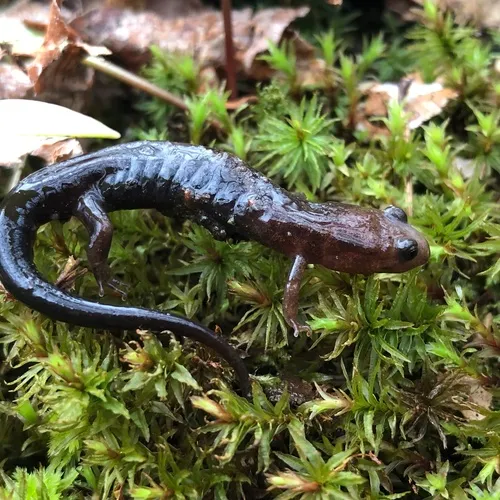 Allegheny Mountain Dusky Salamander