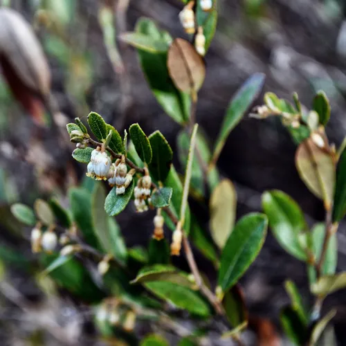leatherleaf