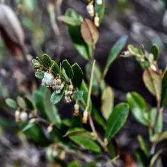 leatherleaf thumbnail 1