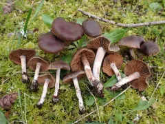 spring webcap thumbnail 2
