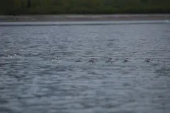 Kittlitz's Murrelet thumbnail 4
