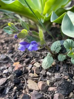 blue skullcap thumbnail 2