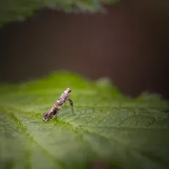 Lilac Leafminer Moth thumbnail 4
