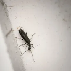 Treehugger Soldier Beetle thumbnail 3