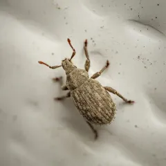 Crusted root weevil thumbnail 2