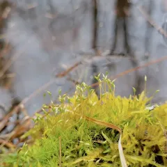 Wahlenberg's Spur Moss thumbnail 3