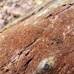 Rustwort thumbnail 3