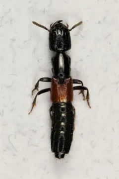 Cold Rove Beetle thumbnail 2