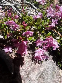 North Umpqua kalmiopsis thumbnail 2