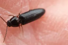 Ampedus atripennis thumbnail 4